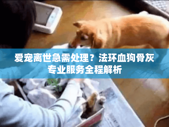 爱宠离世急需处理？法环血狗骨灰专业服务全程解析