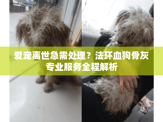 爱宠离世急需处理？法环血狗骨灰专业服务全程解析