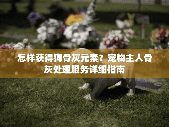 怎样获得狗骨灰元素？宠物主人骨灰处理服务详细指南