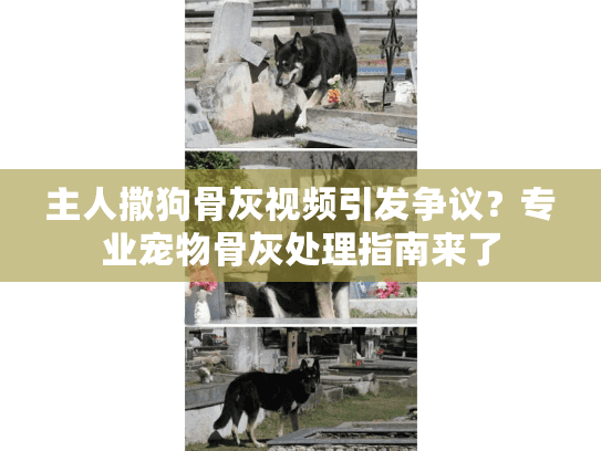 主人撒狗骨灰视频引发争议？专业宠物骨灰处理指南来了