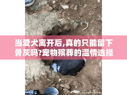 当爱犬离开后,真的只能留下骨灰吗?宠物殡葬的温情选择方案