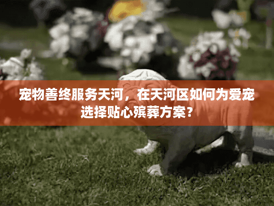 宠物善终服务天河，在天河区如何为爱宠选择贴心殡葬方案？