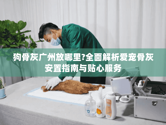狗骨灰广州放哪里?全面解析爱宠骨灰安置指南与贴心服务