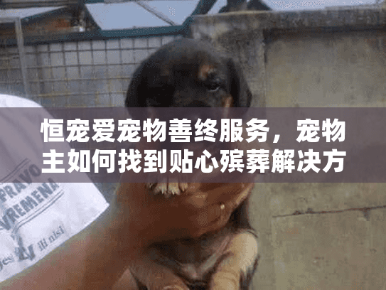 恒宠爱宠物善终服务，宠物主如何找到贴心殡葬解决方案？