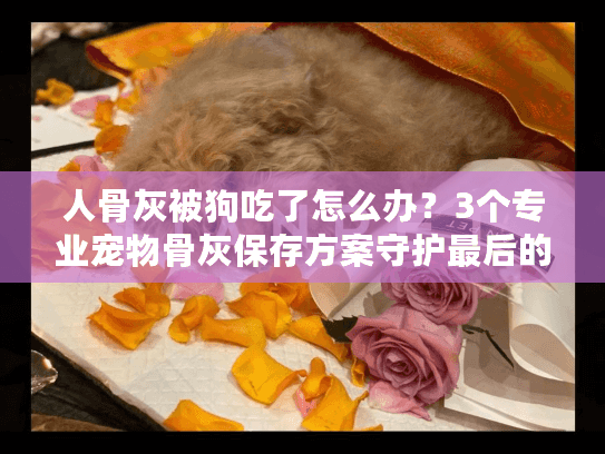 人骨灰被狗吃了怎么办？3个专业宠物骨灰保存方案守护最后的尊严