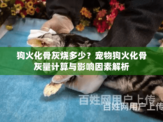 狗火化骨灰烧多少？宠物狗火化骨灰量计算与影响因素解析