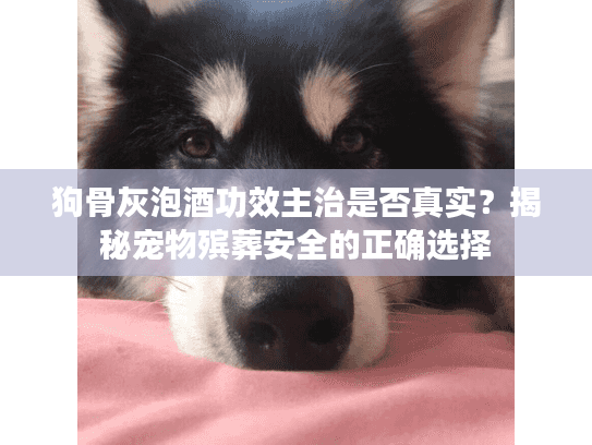 狗骨灰泡酒功效主治是否真实？揭秘宠物殡葬安全的正确选择