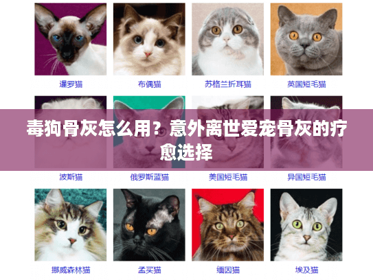 毒狗骨灰怎么用？意外离世爱宠骨灰的疗愈选择