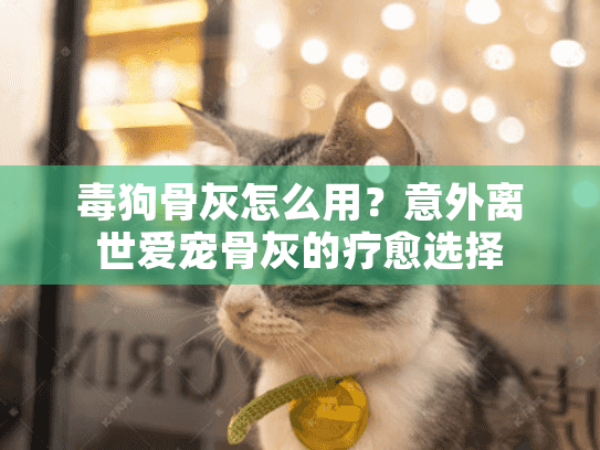 毒狗骨灰怎么用？意外离世爱宠骨灰的疗愈选择