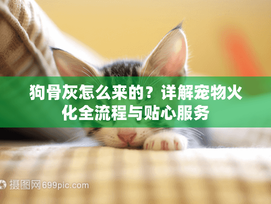 狗骨灰怎么来的？详解宠物火化全流程与贴心服务