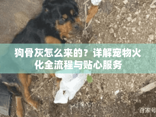 狗骨灰怎么来的？详解宠物火化全流程与贴心服务