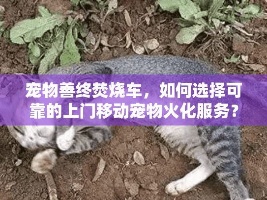 宠物善终焚烧车，如何选择可靠的上门移动宠物火化服务？