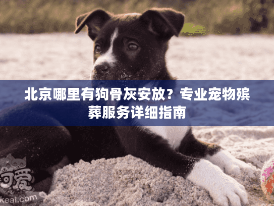 北京哪里有狗骨灰安放？专业宠物殡葬服务详细指南
