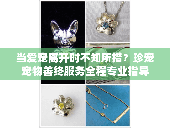 当爱宠离开时不知所措？珍宠宠物善终服务全程专业指导