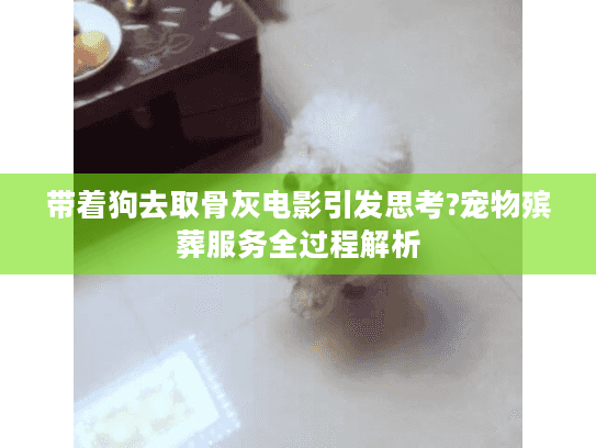 带着狗去取骨灰电影引发思考?宠物殡葬服务全过程解析