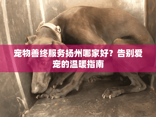 宠物善终服务扬州哪家好？告别爱宠的温暖指南