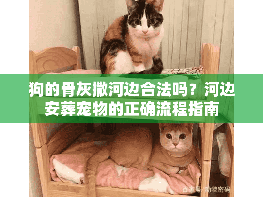 狗的骨灰撒河边合法吗？河边安葬宠物的正确流程指南