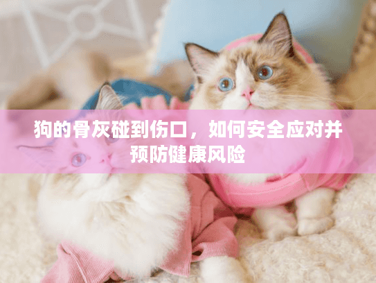 狗的骨灰碰到伤口，如何安全应对并预防健康风险