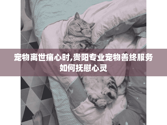 宠物离世痛心时,贵阳专业宠物善终服务如何抚慰心灵