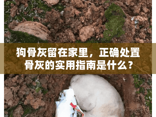 狗骨灰留在家里，正确处置骨灰的实用指南是什么？