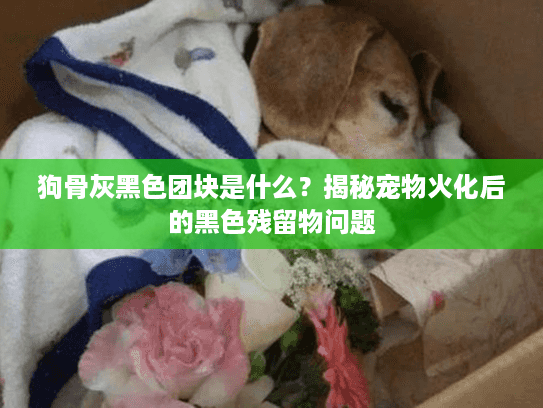 狗骨灰黑色团块是什么？揭秘宠物火化后的黑色残留物问题