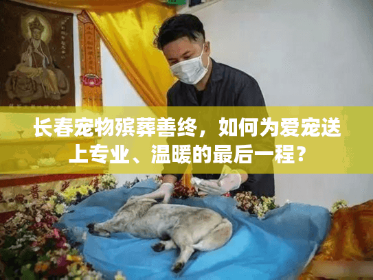 长春宠物殡葬善终，如何为爱宠送上专业、温暖的最后一程？
