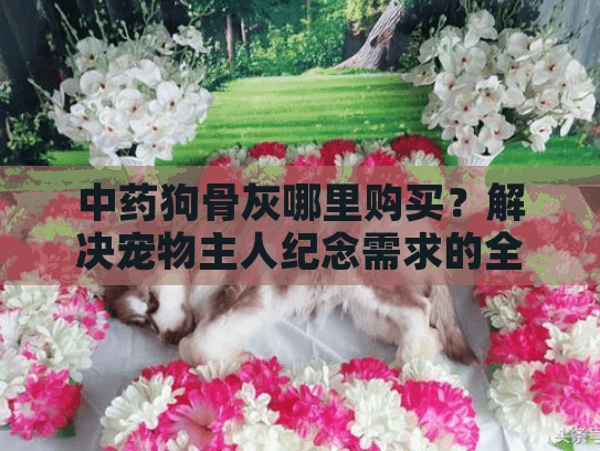 中药狗骨灰哪里购买？解决宠物主人纪念需求的全攻略