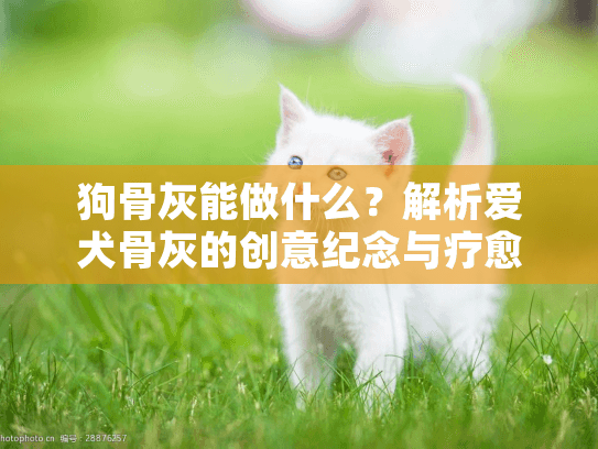 狗骨灰能做什么？解析爱犬骨灰的创意纪念与疗愈用途