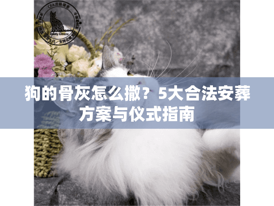 狗的骨灰怎么撒？5大合法安葬方案与仪式指南
