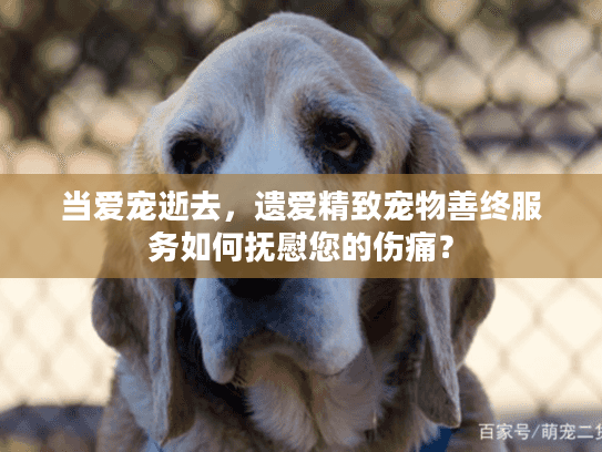 当爱宠逝去，遗爱精致宠物善终服务如何抚慰您的伤痛？