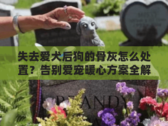 失去爱犬后狗的骨灰怎么处置？告别爱宠暖心方案全解