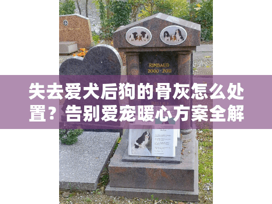 失去爱犬后狗的骨灰怎么处置？告别爱宠暖心方案全解