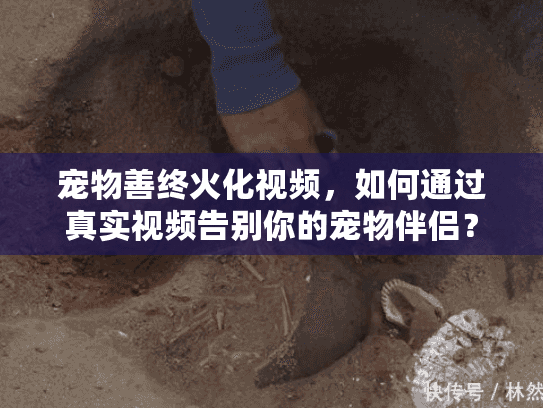 宠物善终火化视频，如何通过真实视频告别你的宠物伴侣？