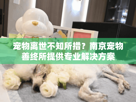 宠物离世不知所措？南京宠物善终所提供专业解决方案