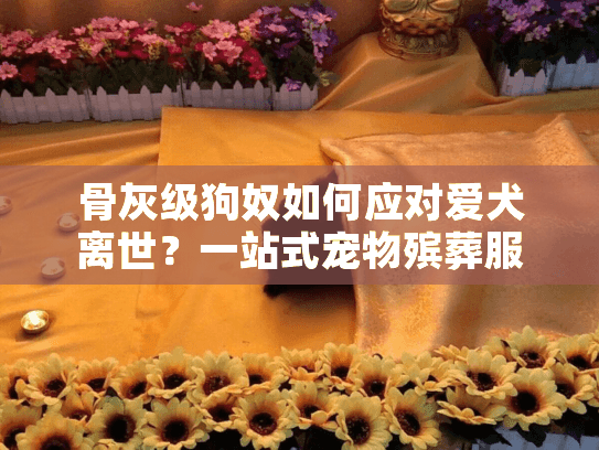 骨灰级狗奴如何应对爱犬离世？一站式宠物殡葬服务终极指南
