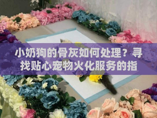 小奶狗的骨灰如何处理？寻找贴心宠物火化服务的指南