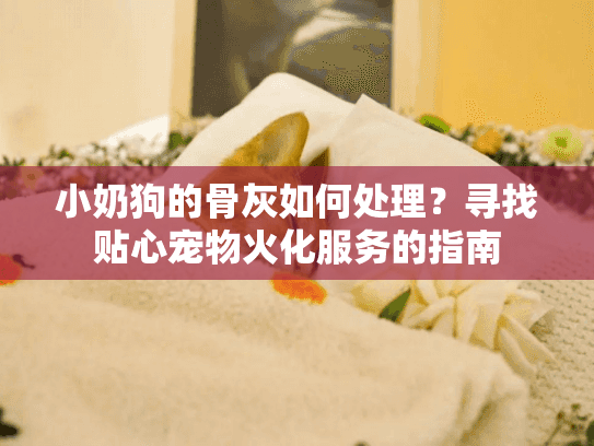小奶狗的骨灰如何处理？寻找贴心宠物火化服务的指南