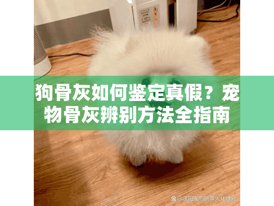 狗骨灰如何鉴定真假？宠物骨灰辨别方法全指南