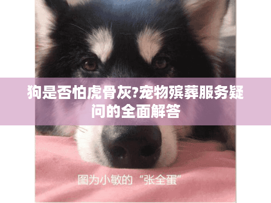 狗是否怕虎骨灰?宠物殡葬服务疑问的全面解答