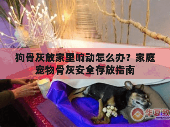 狗骨灰放家里响动怎么办？家庭宠物骨灰安全存放指南