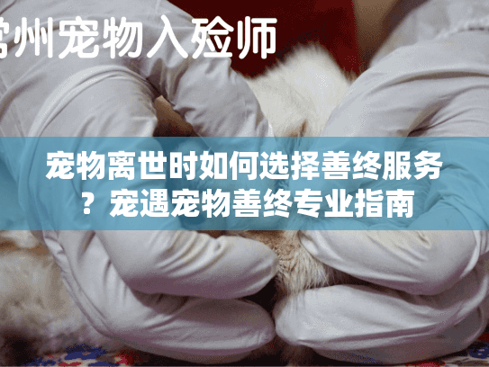宠物离世时如何选择善终服务?宠遇宠物善终专业指南