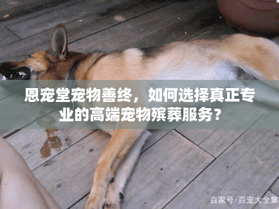 恩宠堂宠物善终，如何选择真正专业的高端宠物殡葬服务？