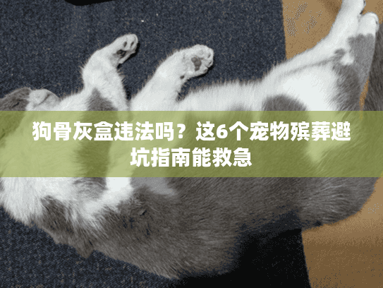 狗骨灰盒违法吗？这6个宠物殡葬避坑指南能救急