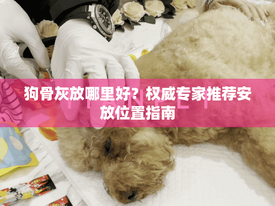 狗骨灰放哪里好？权威专家推荐安放位置指南