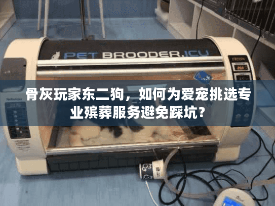 骨灰玩家东二狗，如何为爱宠挑选专业殡葬服务避免踩坑？