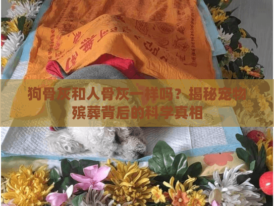 狗骨灰和人骨灰一样吗？揭秘宠物殡葬背后的科学真相