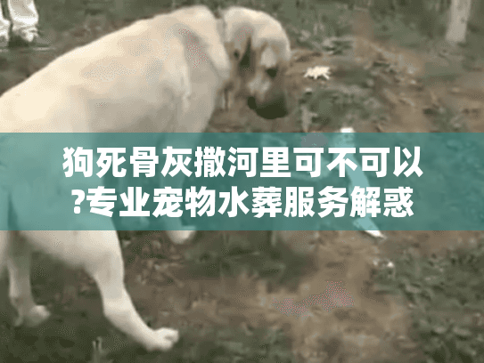 狗死骨灰撒河里可不可以?专业宠物水葬服务解惑