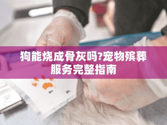 狗能烧成骨灰吗?宠物殡葬服务完整指南