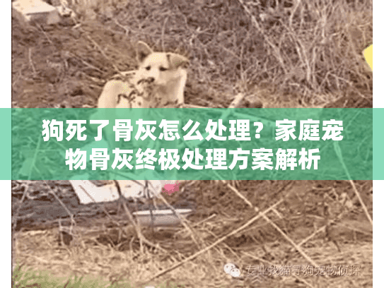 狗死了骨灰怎么处理？家庭宠物骨灰终极处理方案解析