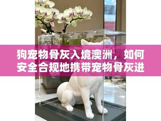 狗宠物骨灰入境澳洲，如何安全合规地携带宠物骨灰进入澳大利亚？